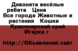 Девонята весёлые ребята › Цена ­ 25 000 - Все города Животные и растения » Кошки   . Красноярский край,Игарка г.